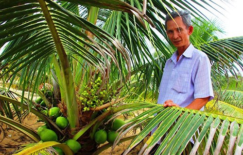 8.000 đồng/ trái, dừa xiêm lùn da xanh “cháy” hàng