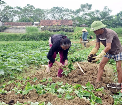 Trồng khoai lang siêu củ vụ đông khả năng thu trên 1 tỷ đồng