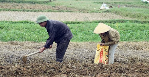 Trồng khoai lang siêu củ vụ đông khả năng thu trên 1 tỷ đồng