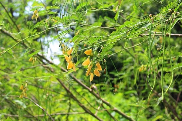 Những điểm tuyệt đẹp của An Giang mùa nước nổi