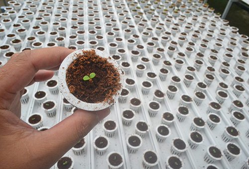 Mời chuyên gia từ Mỹ thiết kế vườn rau siêu sạch tiền tỷ ở Đà Lạt