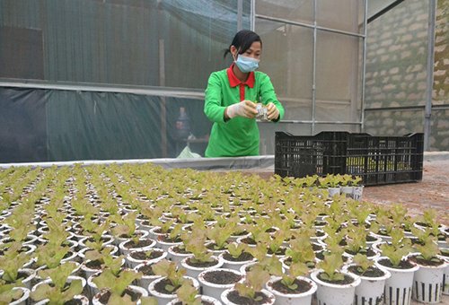 Mời chuyên gia từ Mỹ thiết kế vườn rau siêu sạch tiền tỷ ở Đà Lạt