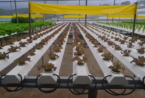 Mời chuyên gia từ Mỹ thiết kế vườn rau siêu sạch tiền tỷ ở Đà Lạt