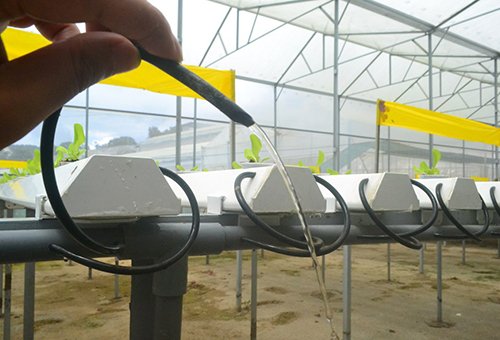 Mời chuyên gia từ Mỹ thiết kế vườn rau siêu sạch tiền tỷ ở Đà Lạt