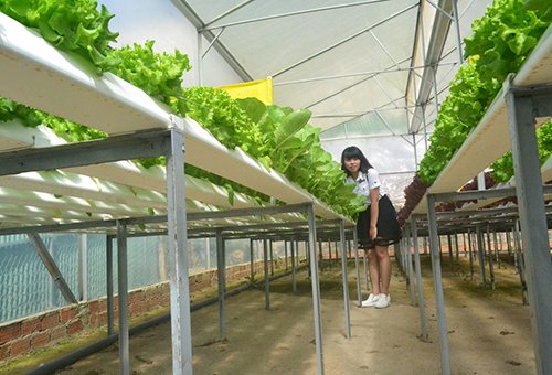 Mời chuyên gia từ Mỹ thiết kế vườn rau siêu sạch tiền tỷ ở Đà Lạt