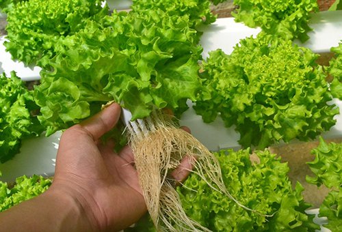 Mời chuyên gia từ Mỹ thiết kế vườn rau siêu sạch tiền tỷ ở Đà Lạt