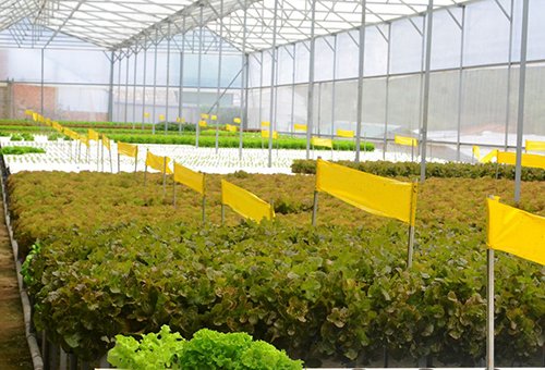 Mời chuyên gia từ Mỹ thiết kế vườn rau siêu sạch tiền tỷ ở Đà Lạt