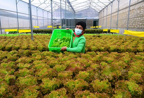 Mời chuyên gia từ Mỹ thiết kế vườn rau siêu sạch tiền tỷ ở Đà Lạt