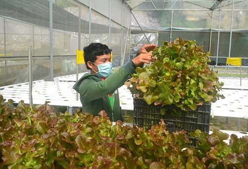 Mời chuyên gia từ Mỹ thiết kế vườn rau siêu sạch tiền tỷ ở Đà Lạt