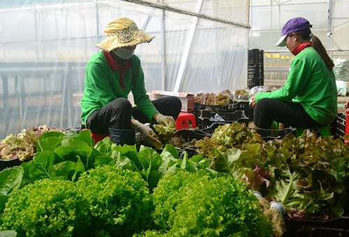 Mời chuyên gia từ Mỹ thiết kế vườn rau siêu sạch tiền tỷ ở Đà Lạt