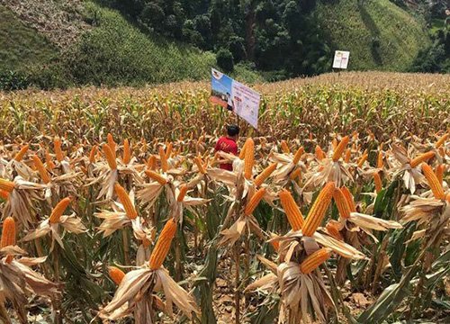 1.000 đồng/kg không ai mua, nông dân bán ngô để làm phân