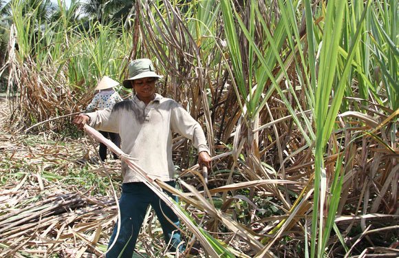 Giá mía tăng, nhà nông “đỏng đảnh” neo giá