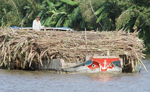 Giá mía tăng, nhà nông “đỏng đảnh” neo giá