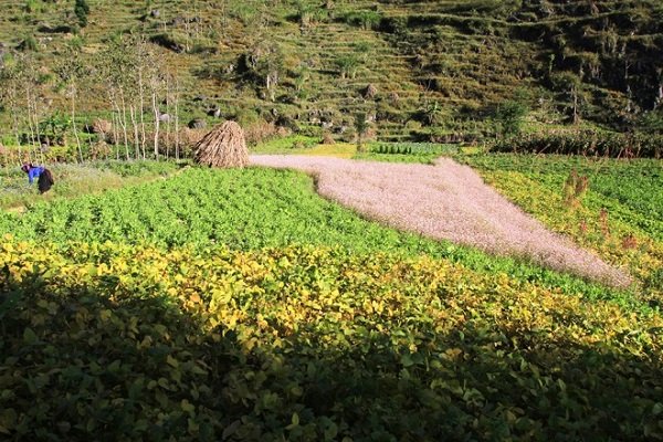 Cao nguyên Hà Giang mùa này đá đã nở hoa