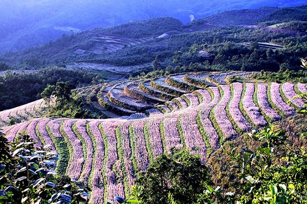 Cao nguyên Hà Giang mùa này đá đã nở hoa