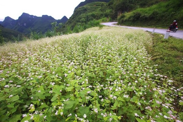 Cao nguyên Hà Giang mùa này đá đã nở hoa