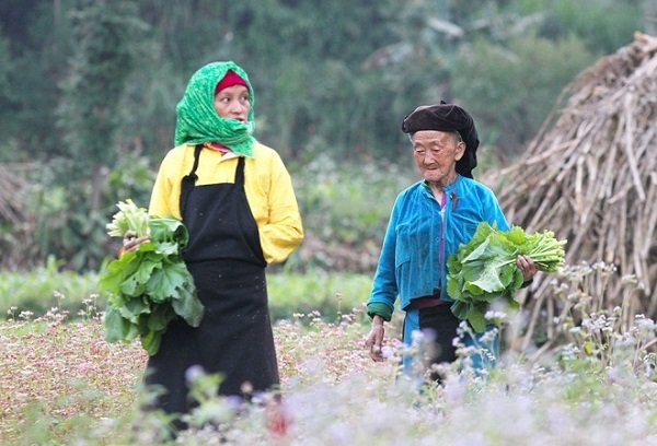 Cao nguyên Hà Giang mùa này đá đã nở hoa