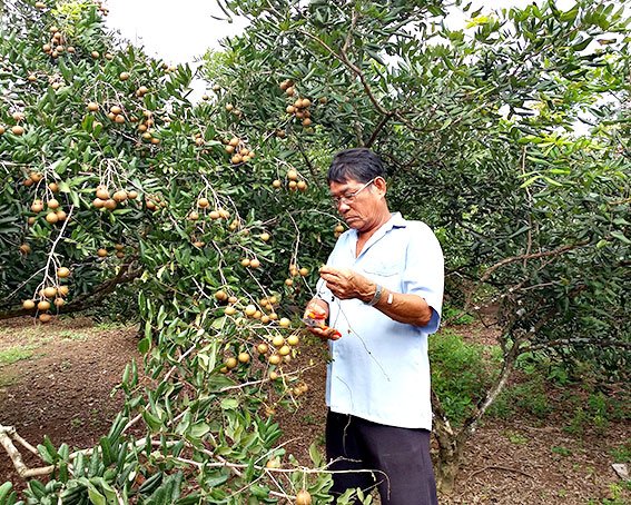 Đến Mộc Xuyên "say" với nhãn xuồng, thanh long