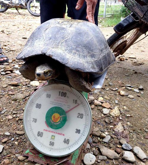 Rùa lạ nặng 13kg được trả 100 triệu, chủ quyết không bán