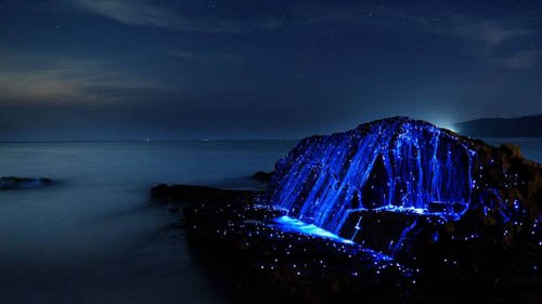 Ánh sáng xanh huyền ảo bên bờ biển Nhật Bản