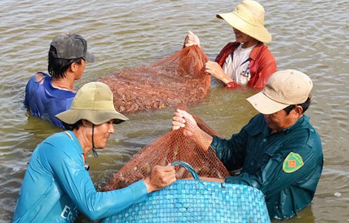 “Hai lúa” hiến kế thích ứng biến đổi khí hậu