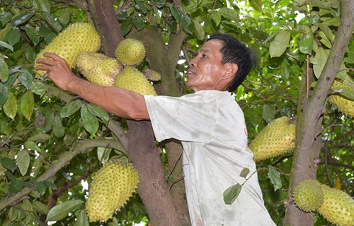 “Hai lúa” hiến kế thích ứng biến đổi khí hậu