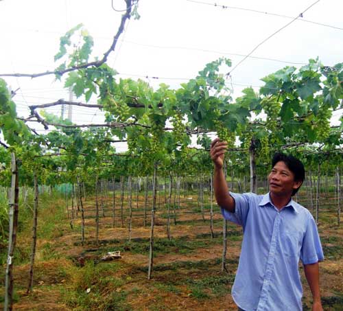 Người “dở hơi” trồng nho, nuôi cá ở vùng rốn hạn