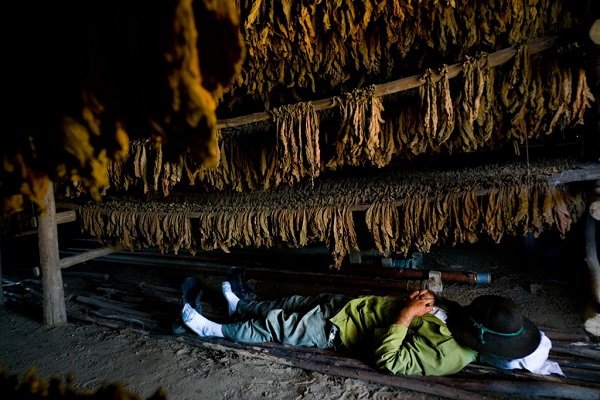 Quy trình sản xuất xì gà cầu kỳ ở Cuba