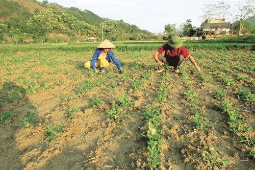 Bắc Quang đẩy mạnh tái cơ cấu nông nghệp