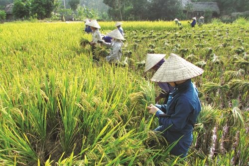 Bắc Quang đẩy mạnh tái cơ cấu nông nghệp