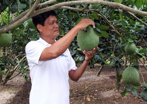 Liều trồng bưởi, lãi trăm triệu