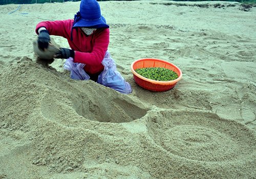 ĐỘC ĐÁO: Kéo nhau ra bãi bồi đào hầm cát làm giá đỗ sạch