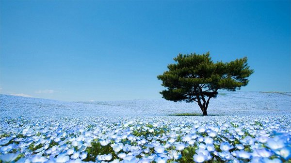 10 điểm đến đẹp đến khó tin ở Nhật Bản