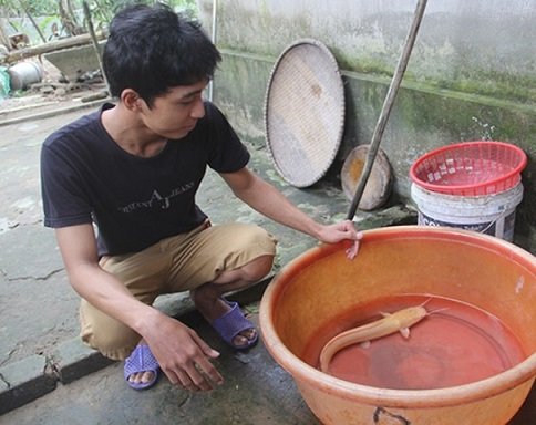 Câu được cá trê vàng cực hiếm ở Nghệ An