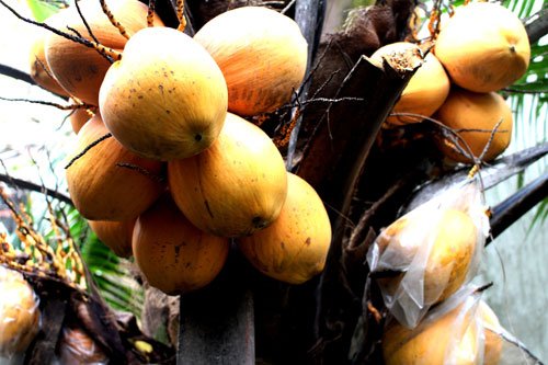 Adona - dừa 2 màu, trồng 2 năm có trái