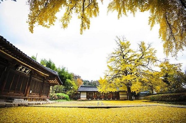 Ngẩn ngơ với cảnh đẹp mùa thu "không thể đẹp hơn" ở Hàn Quốc